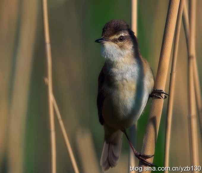 都是大苇莺吗？（组图，3张图片）