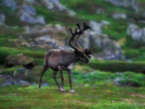 自然奇观：动物大迁徙(北美驯鹿长征)