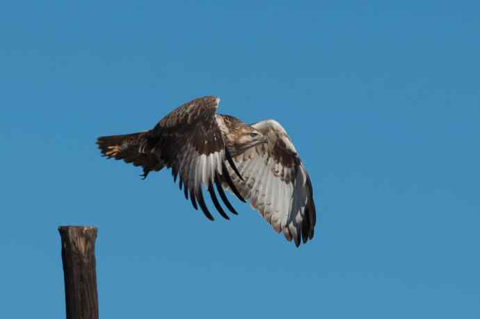 大鵟起飞 大鵟起飞