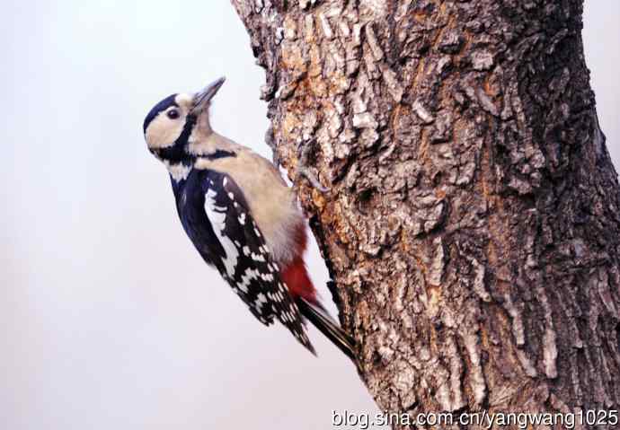 大斑啄木鸟（1）