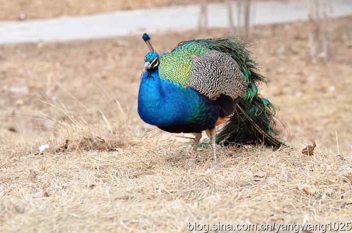 蓝孔雀