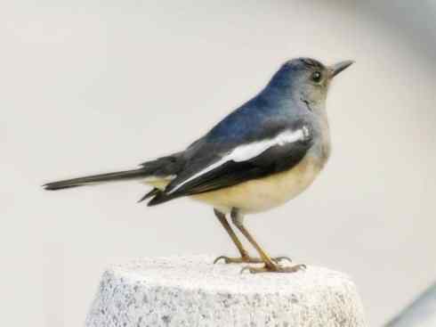 雀鸟也彪悍：谁怕谁（鹊鸲）