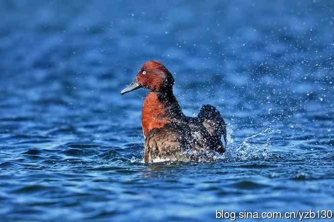 蓝之梦&bull;白眼潜鸭（组图，）