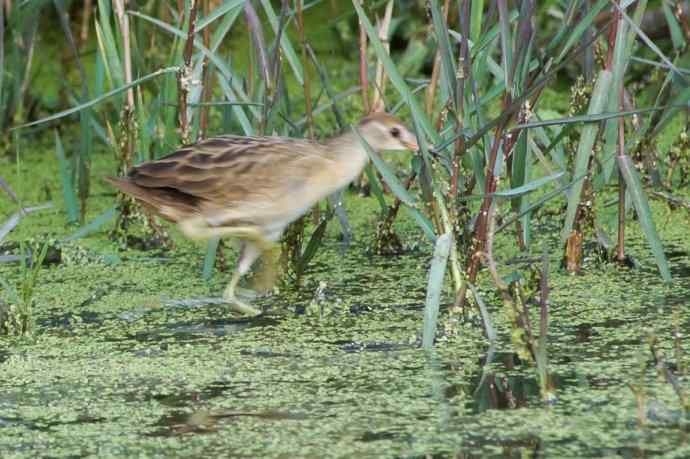 白眉田鸡——中国大陆新记录