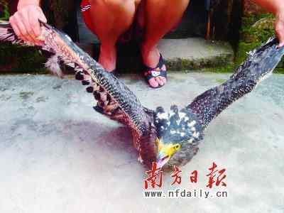 【喜报？】广东雷州干部带头不吃鸟