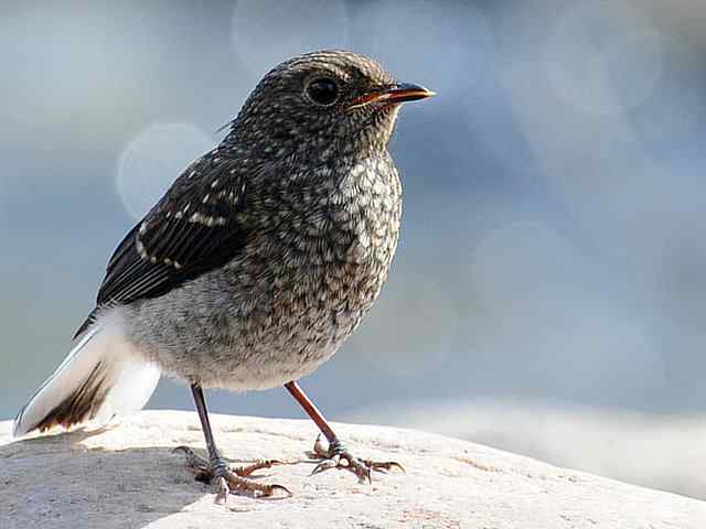 十渡有鸟初长成 wbr. wbr养在溪边人尽识