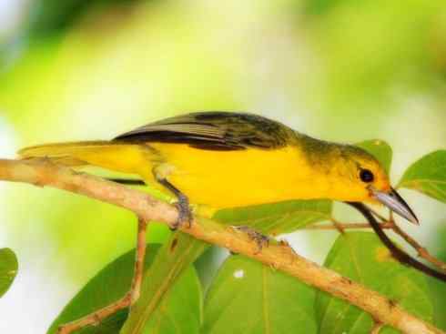 美丽无罪：雀鸟之叶鹎