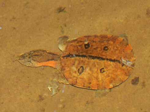 玄武:传说的兽原型探秘(鳖) 玄武:传说的兽原型探秘(鳖)