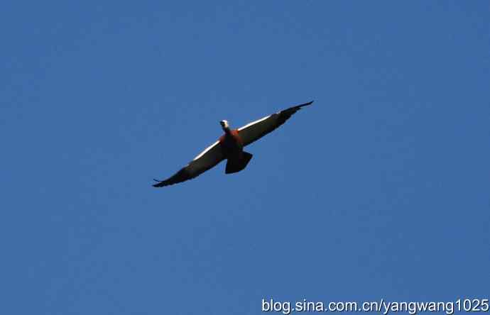 飞 wbr(赤麻鸭) wbr1 飞 wbr(赤麻鸭) wbr1