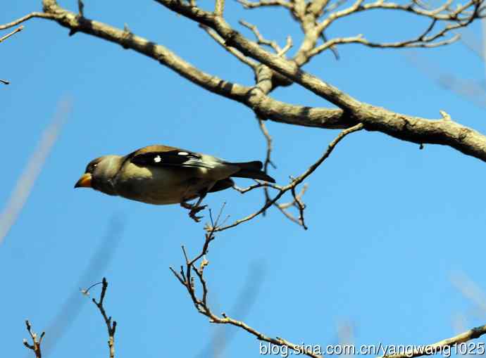 黑尾蜡嘴雀 wbr1
