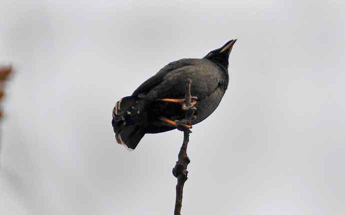 北京植物园赏鸟（二十二），八哥（组图）