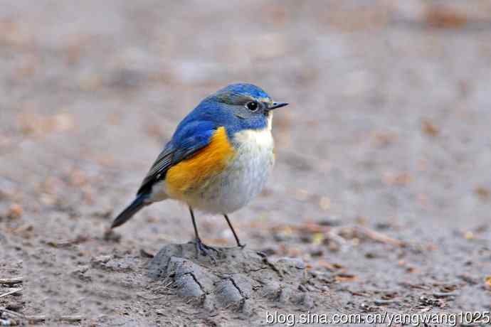 昨天好收获（雄性红胁蓝尾鸲）
