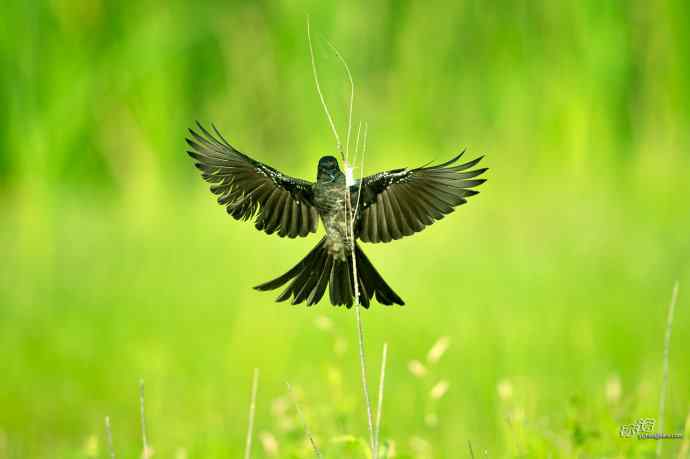 野鸭湖的黑衣舞者