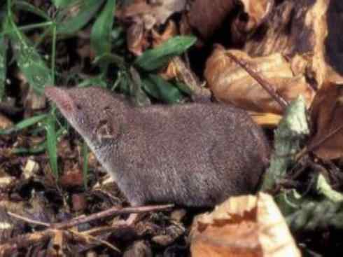 动物世界：山寨还是原创之十三