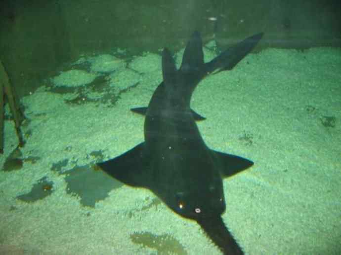 鱼类活化石:锯鳐 鱼类活化石:锯鳐