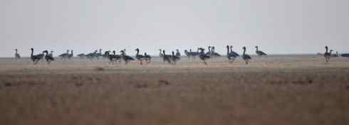 蔡志远鄱阳湖拍鸟不容易