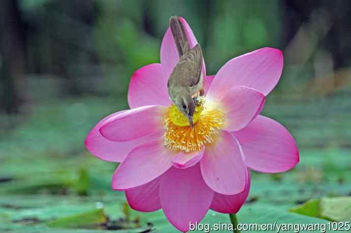 东方大苇莺与荷花（6）