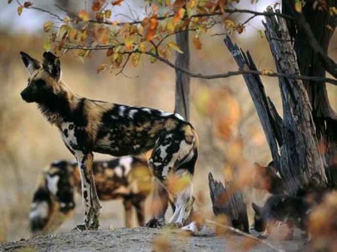 犬科：薮犬亚科非洲野犬属之非洲野犬