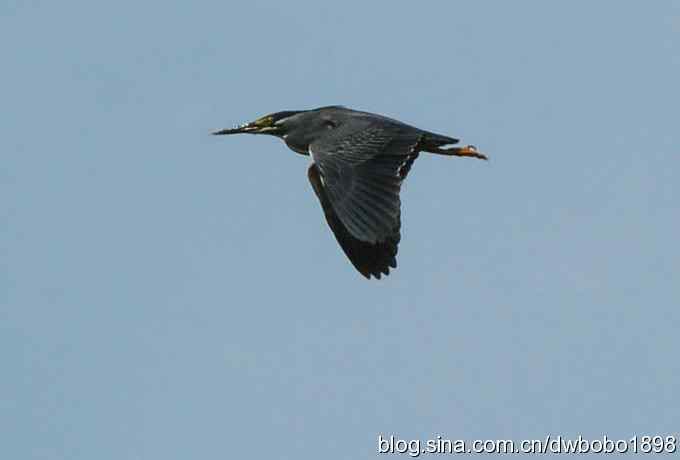 冒酷暑寻拍绿鹭 wbr长途奔袭古北口