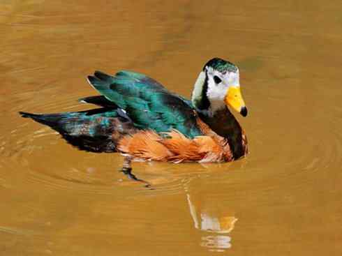 欣赏：美丽的栖鸭2