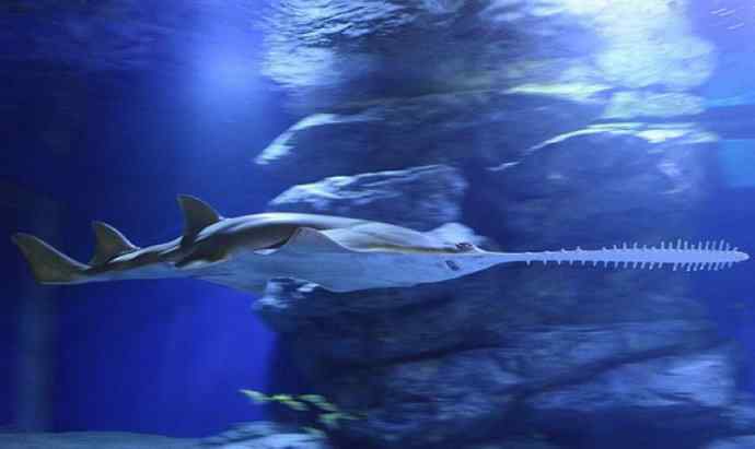 鱼类活化石:锯鳐 鱼类活化石:锯鳐