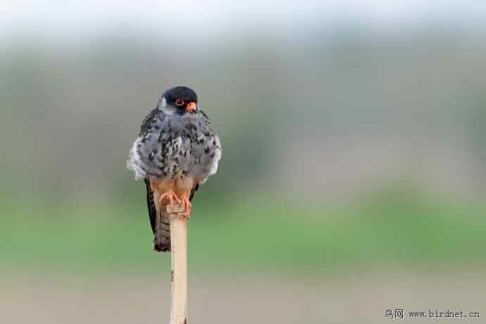 野鸭湖拍的阿穆尔隼