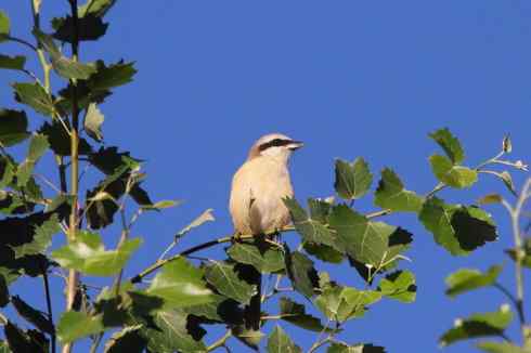 内蒙古鸟类摄影——红尾伯劳