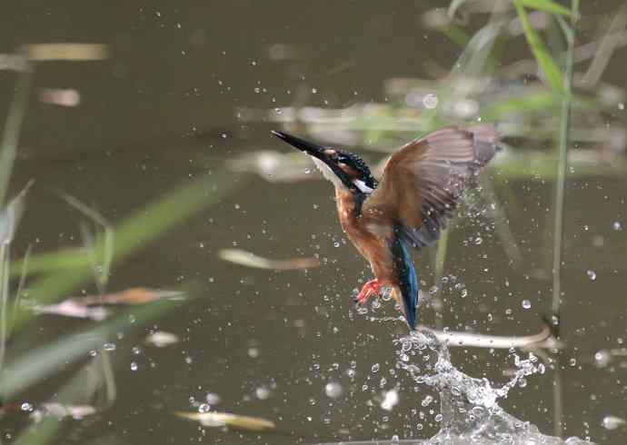 220.可爱小翠--飞姿图