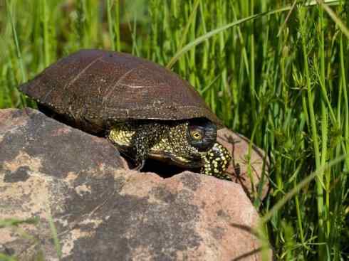 玄武：传说的兽原型探秘（水龟）