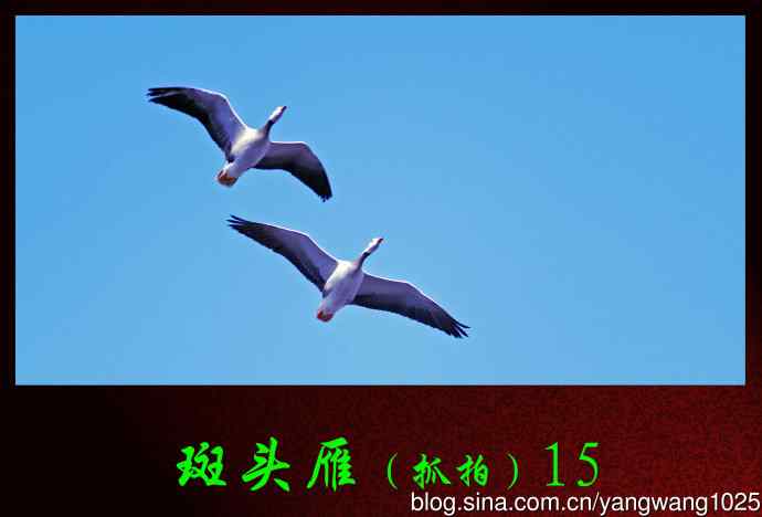斑头雁(抓拍)15 斑头雁(抓拍)15