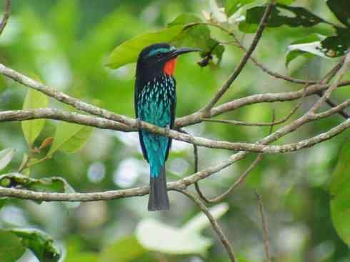 绝色攀禽:佛法僧目之蜂虎 绝色攀禽:佛法僧目之蜂虎