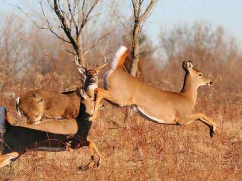 麒麟：传说的兽原型探秘（白尾鹿）