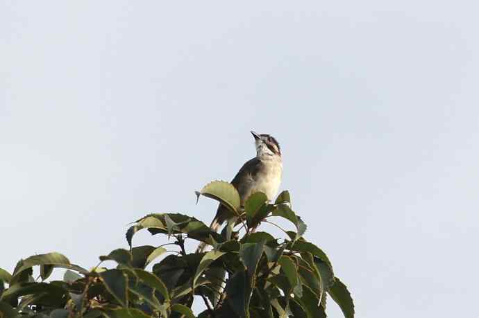 摄鸟拾趣 wbr白头鹎的再邂逅