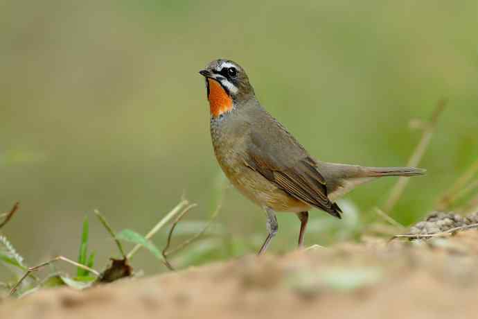 秋季迁徙鸟：红喉歌鸲*