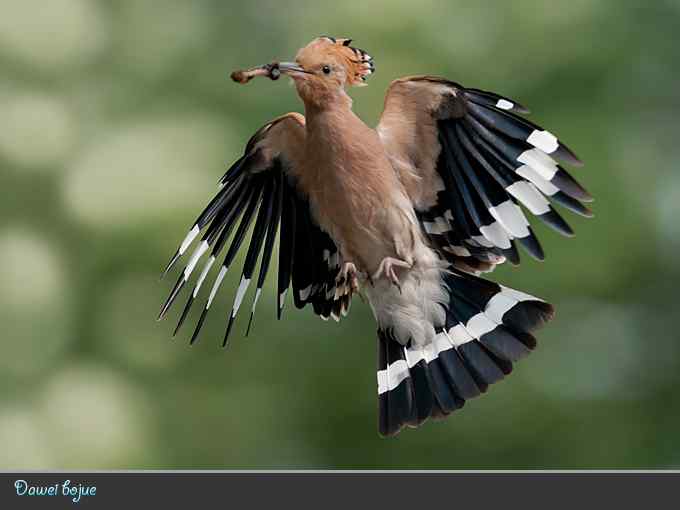 又到戴胜育雏时