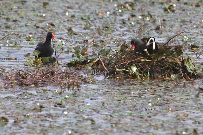 摄鸟拾趣（十九） wbr wbr黑水鸡