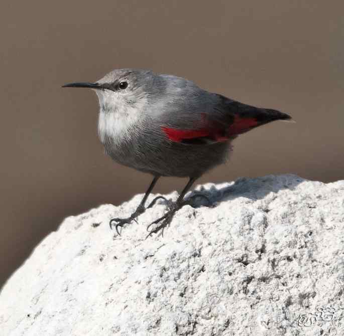 永定河峡谷 wbr路 wbr红翅旋壁雀 永定河峡谷 wbr路 wbr红翅旋壁雀