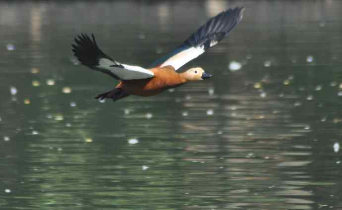 飞(赤麻鸭)1 飞(赤麻鸭)1