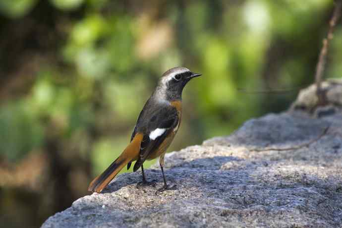 230.打鸟归来收获多多---2.北红尾鸲 230.打鸟归来收获多多---2.北红尾鸲