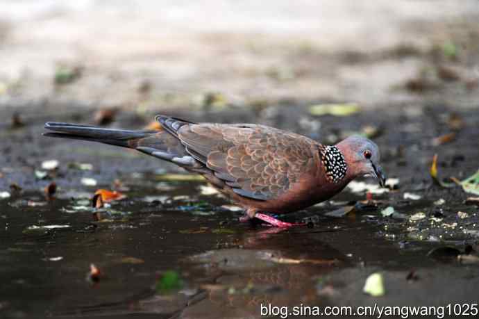 珠颈斑鸠（随拍）2