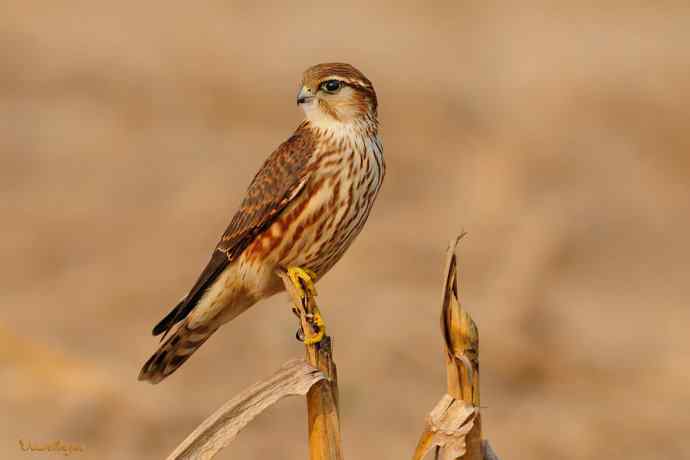 灰背隼（雌）.今日野鸭湖收获