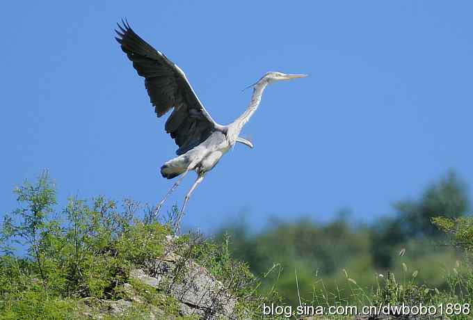 白河峡谷鸟调生境片