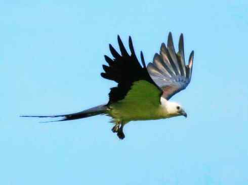 白头鸟系列：另类的美丽（燕尾鸢）