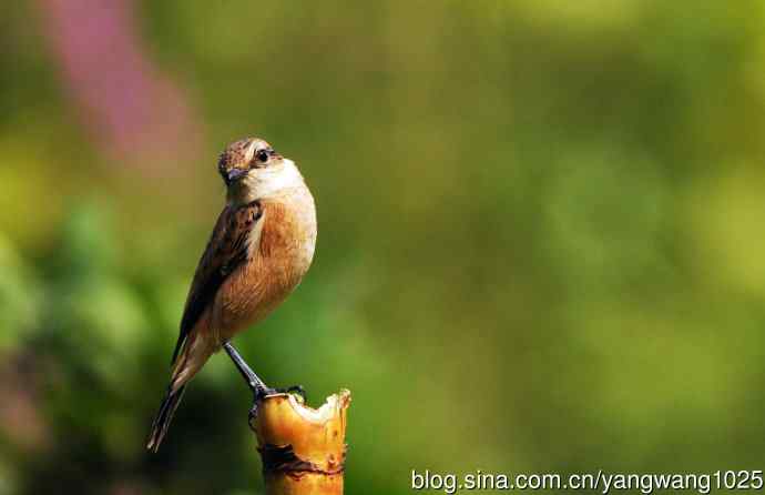 雌性黑喉石鵖（3）