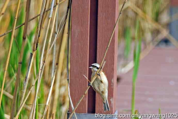 中华攀雀(记录版) 中华攀雀(记录版)