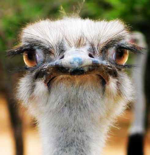 家禽驯化之源之十二 家禽驯化之源之十二