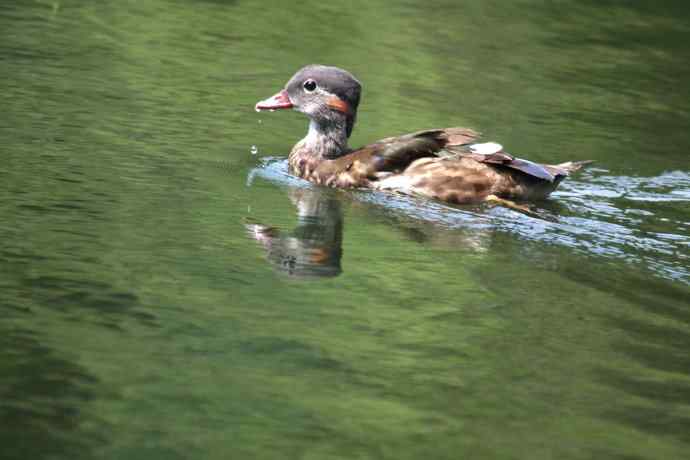 摄鸟拾趣 wbr鸳鸯的再邂逅（亚成）2012.06