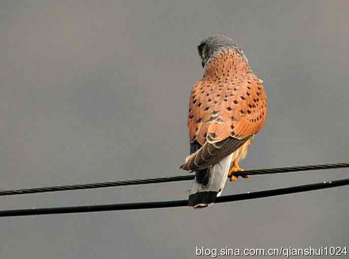 红隼的美味午餐(白河湾)