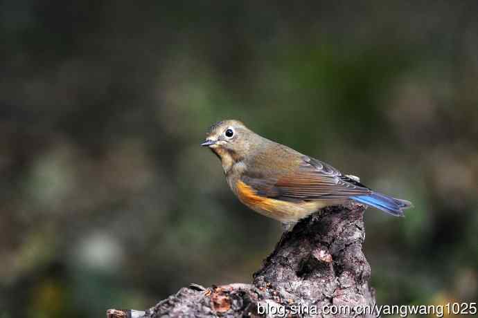 雌性红胁蓝尾鸲（49）