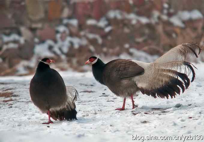 闪亮登场&bull;褐马鸡&bull;国家一级（组图，20张图片）